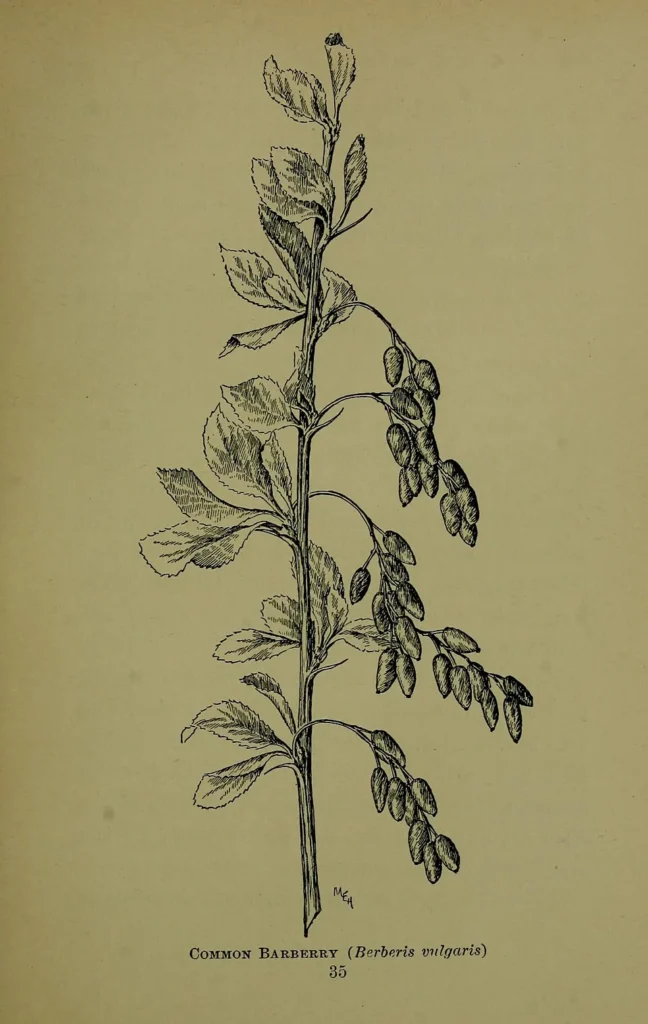 Berberitze, Quelle des Berberins