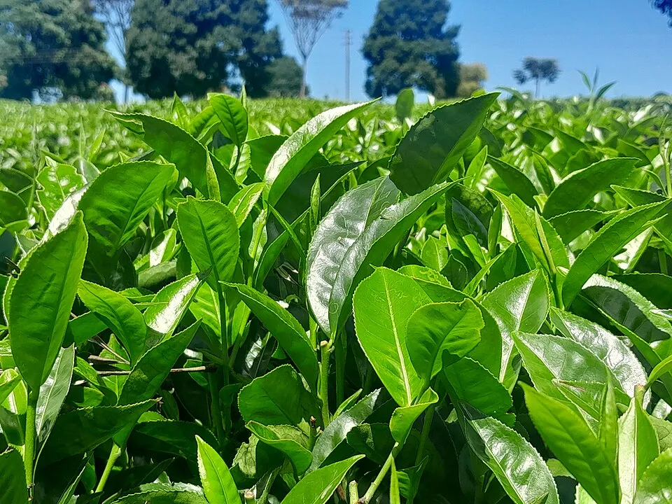 Grüntee-Blätter, Camellia sinensis