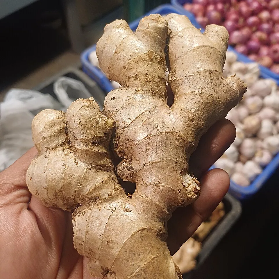 Ingwerwurzel, Zingiber officinale